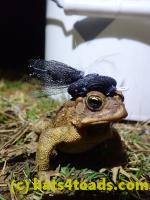 /home//u458753944/public_html/sourcegallery////////////Roxborough Toad Detour/2022/2022-03-07/P3070849.JPG